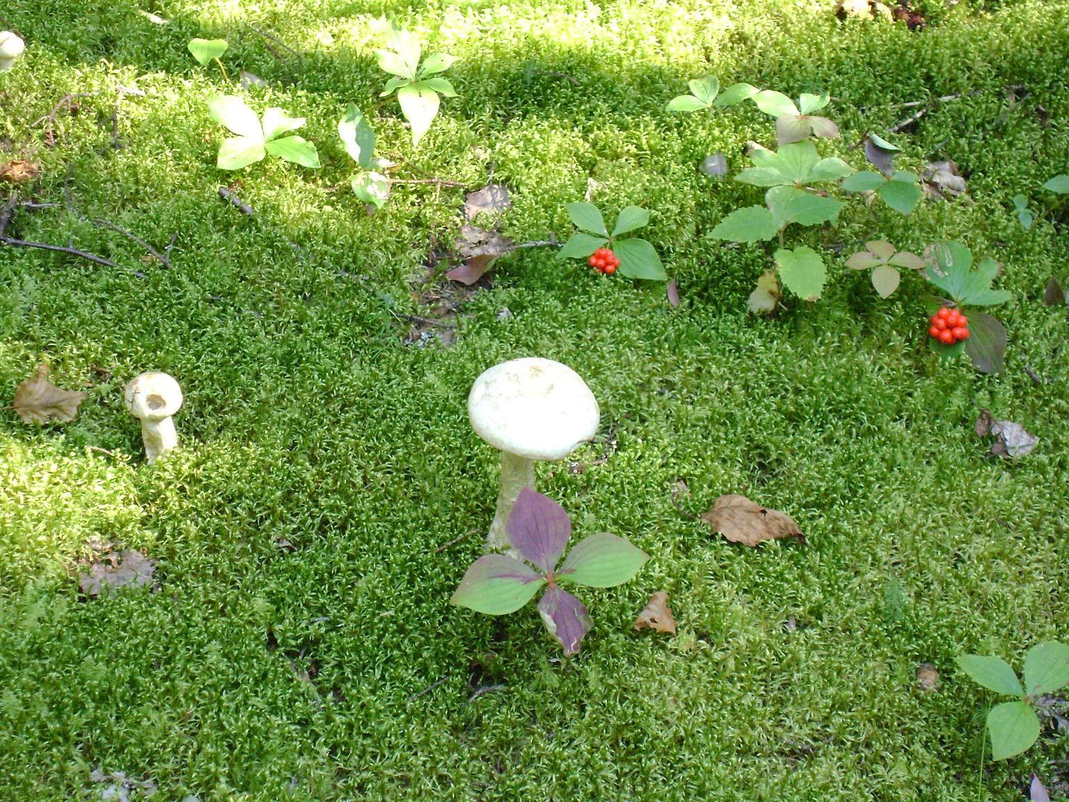 Mushrooms in a mossy forest