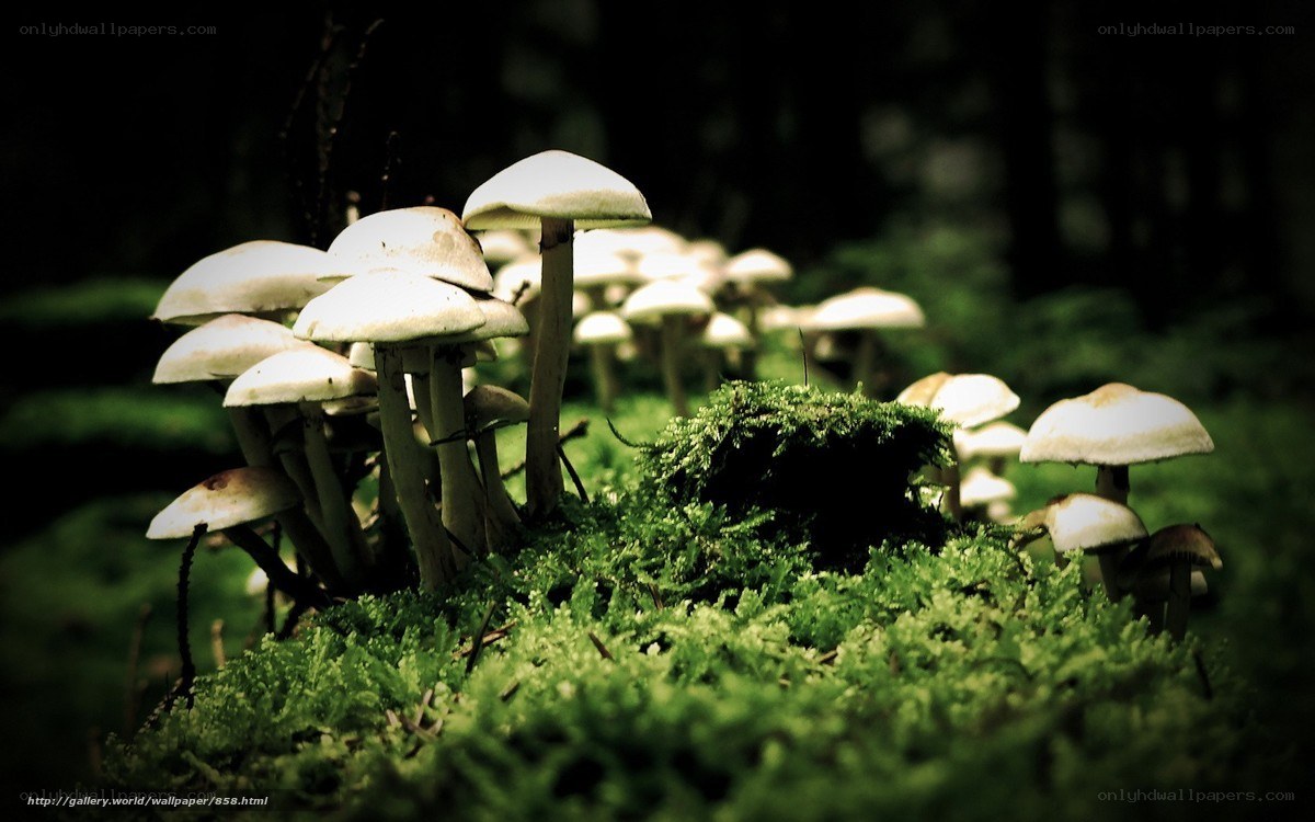 Mushrooms in a mossy forest
