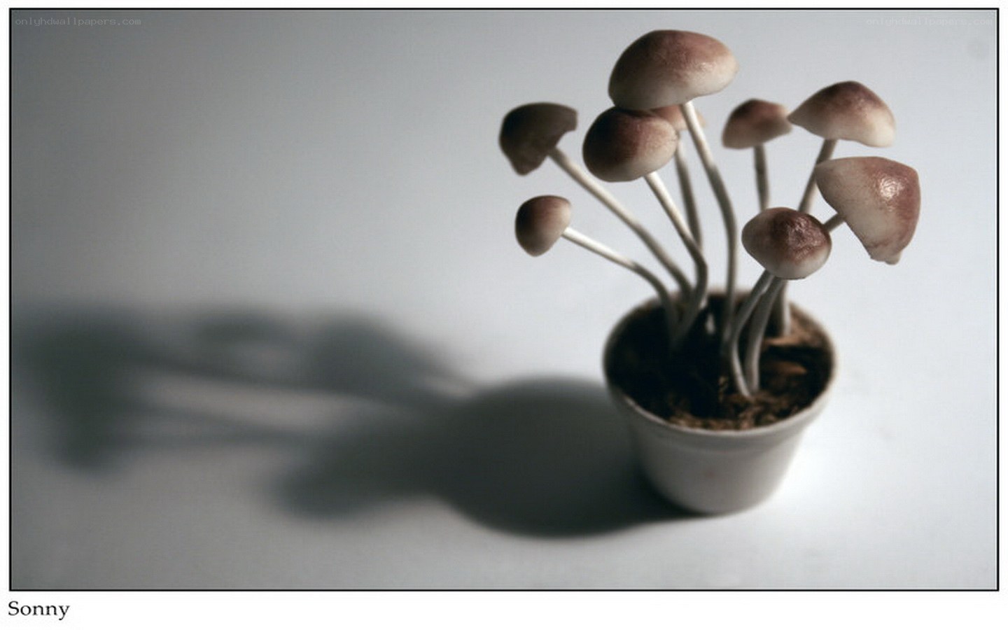 Mushrooms in a pot