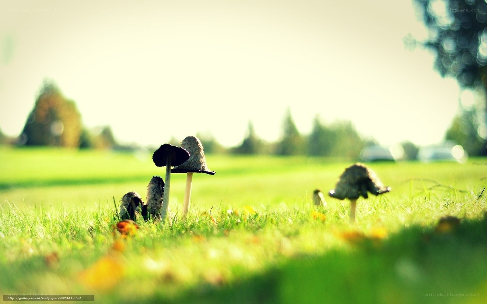 Mushrooms in a sunlit field