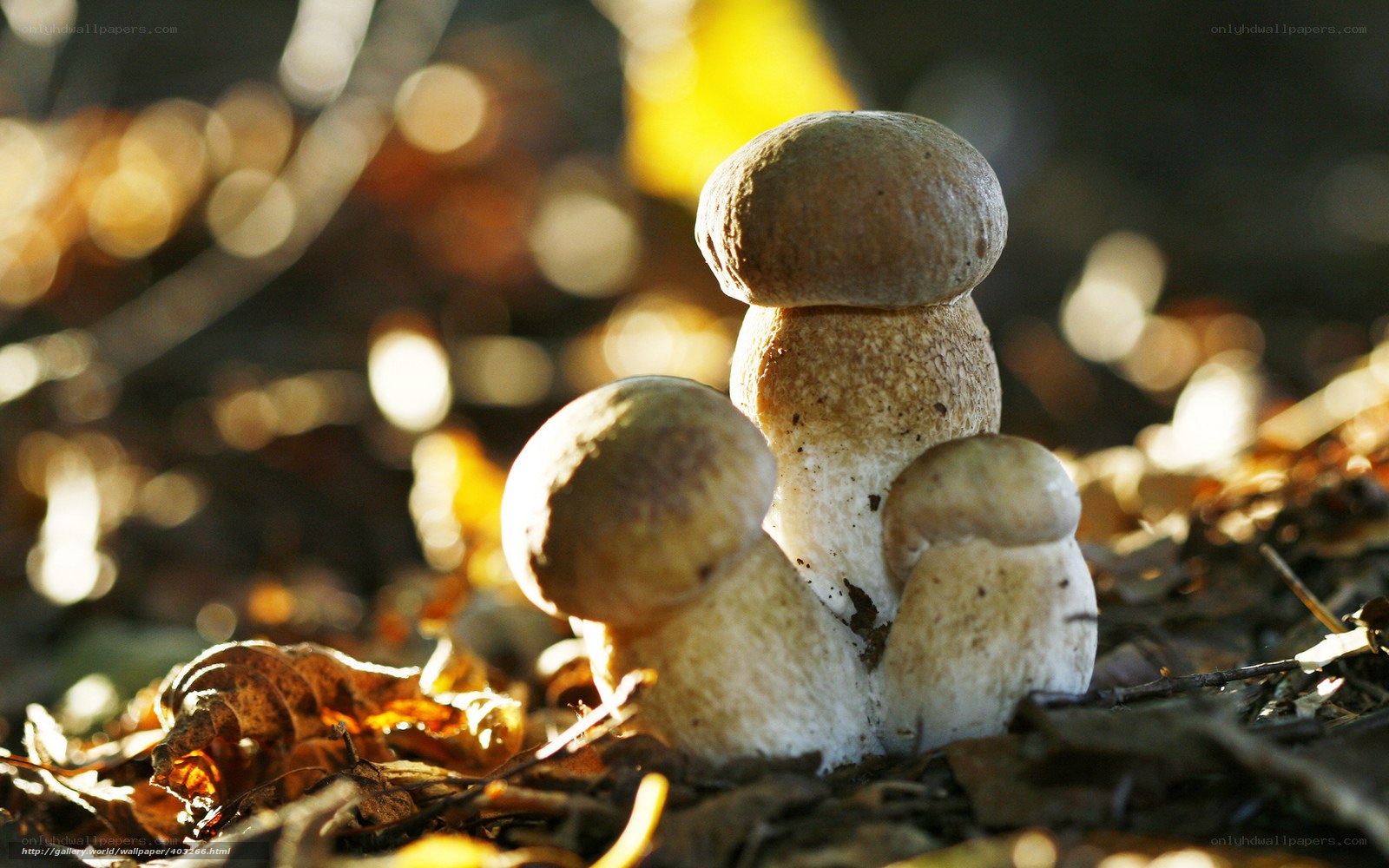 Mushrooms in autumn forest