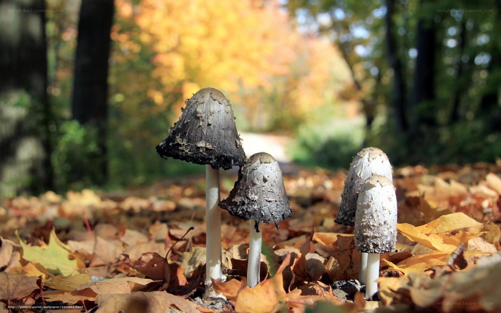 Mushrooms in autumn forest