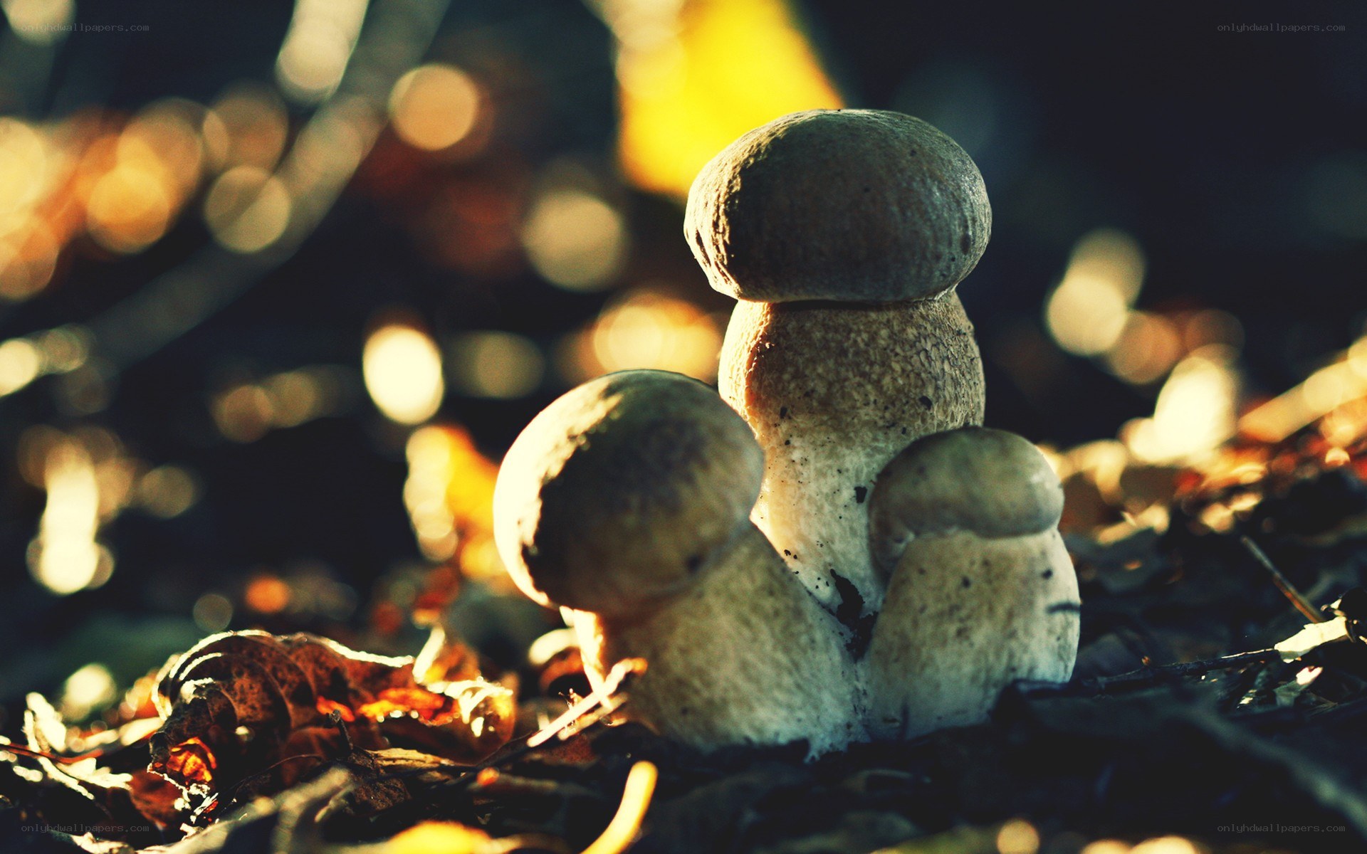 mushrooms in autumn forest