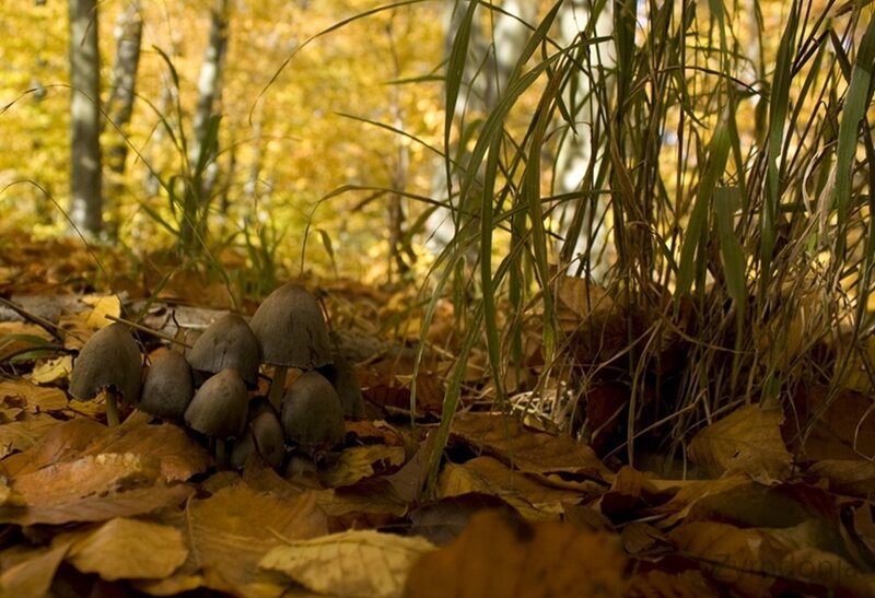 mushrooms in autumn forest