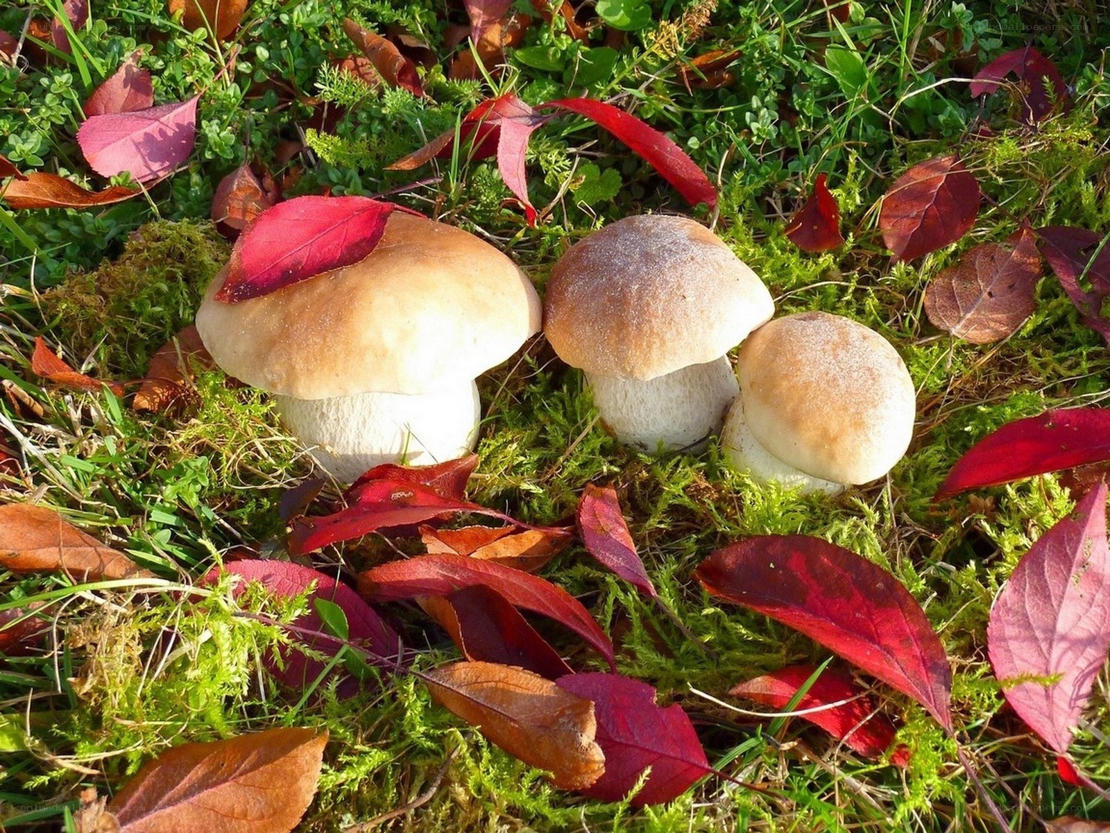 Mushrooms in autumn forest