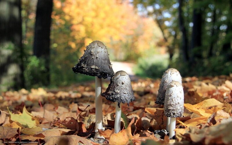 Mushrooms in Autumn Leaves — Brown
