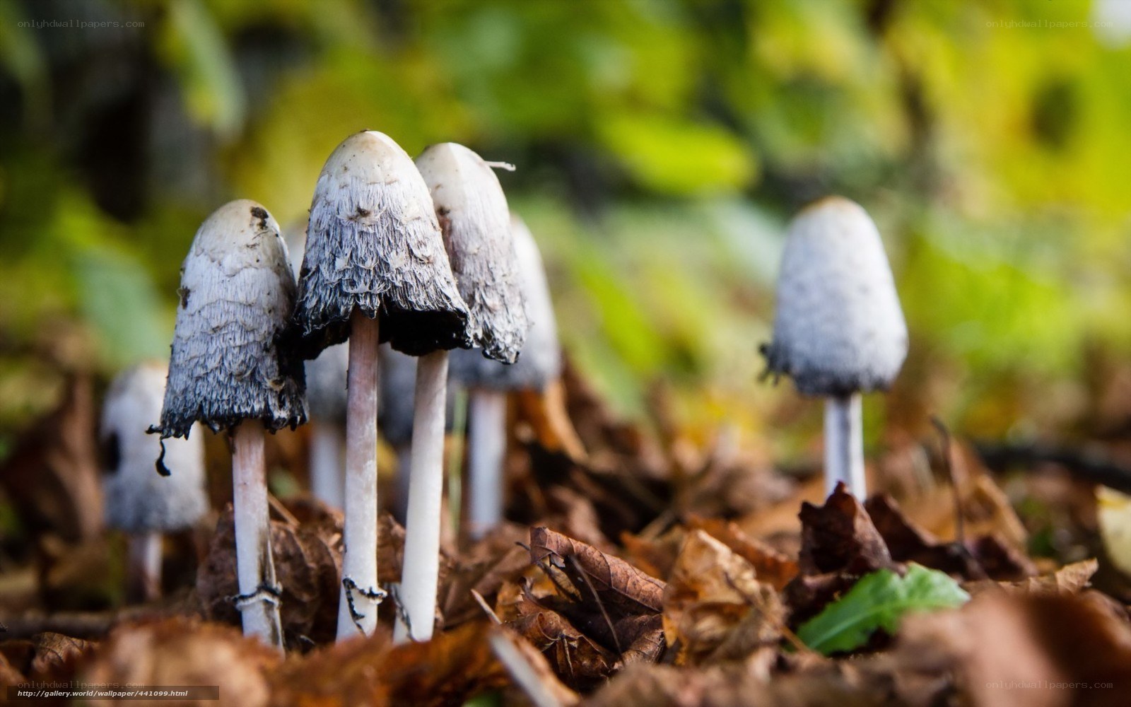 mushrooms in autumn leaves