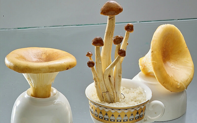 Mushrooms in Cups