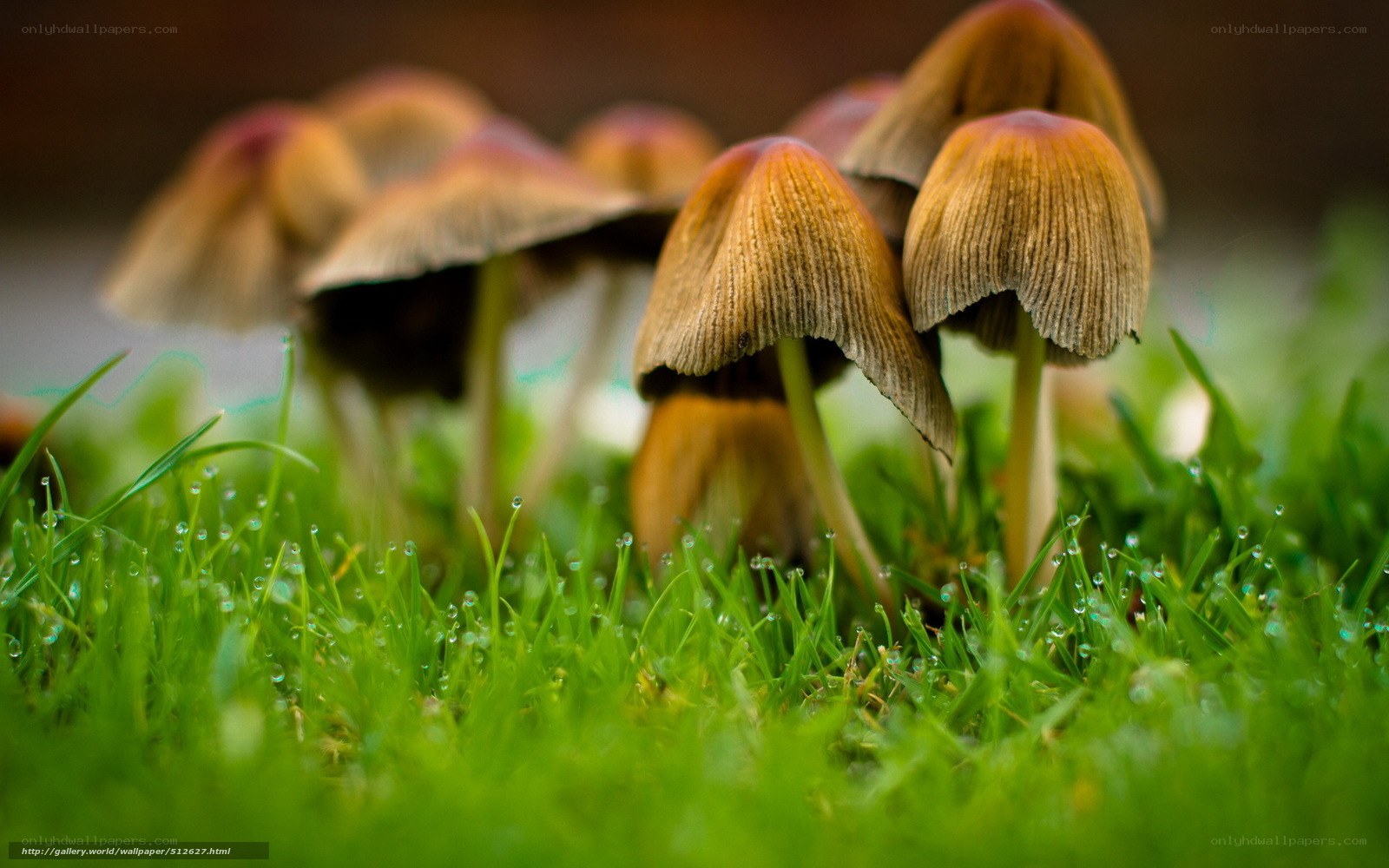Mushrooms in dewy grass