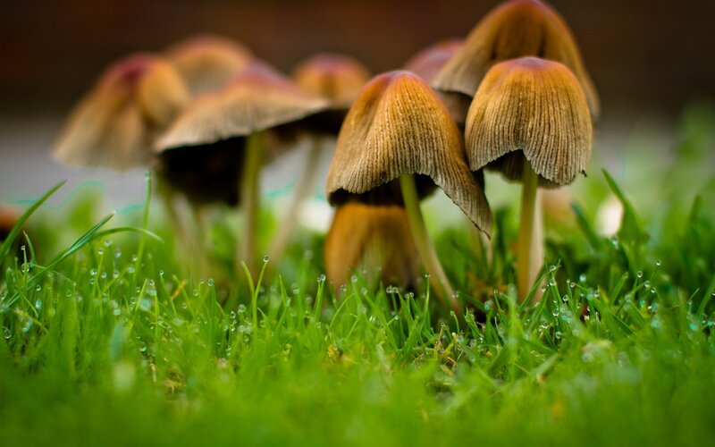 mushrooms in dewy grass