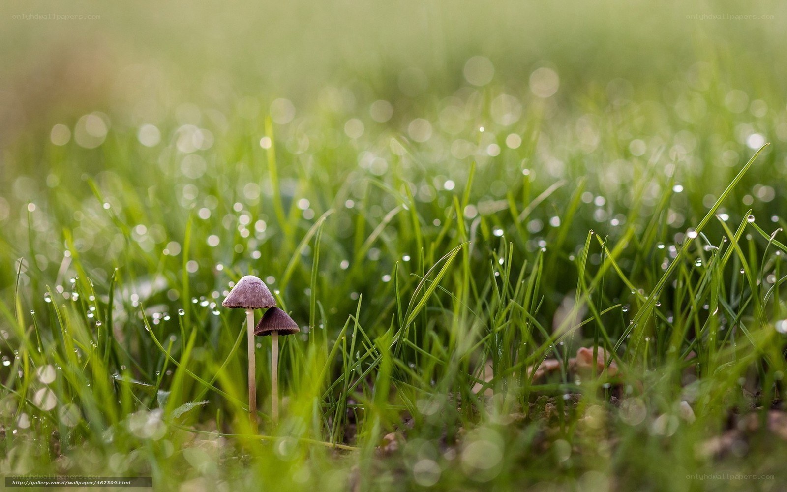 Mushrooms in dewy grass