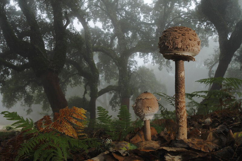 Mushrooms in Forest — Brown, Misty