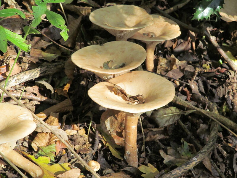 Mushrooms in Forest — Brown, Natural