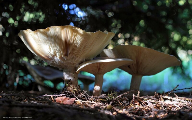 Mushrooms in Forest — Brown, Serene, Afternoon