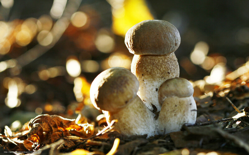 Mushrooms in Forest — Brown, Serene, Autumn