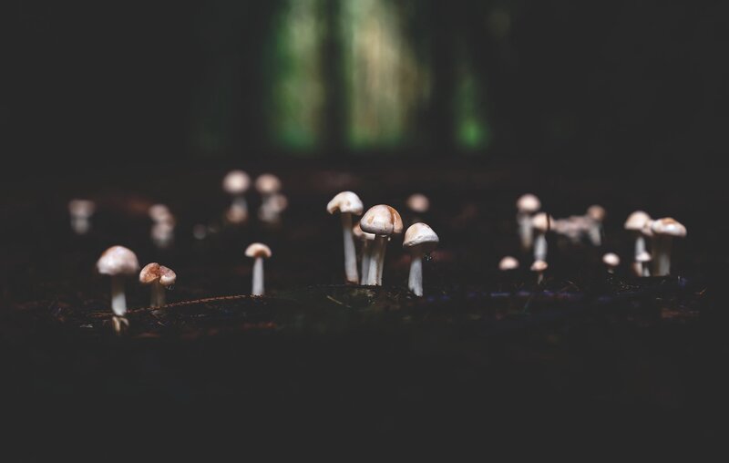 Mushrooms in Forest — Brown, Serene, Night