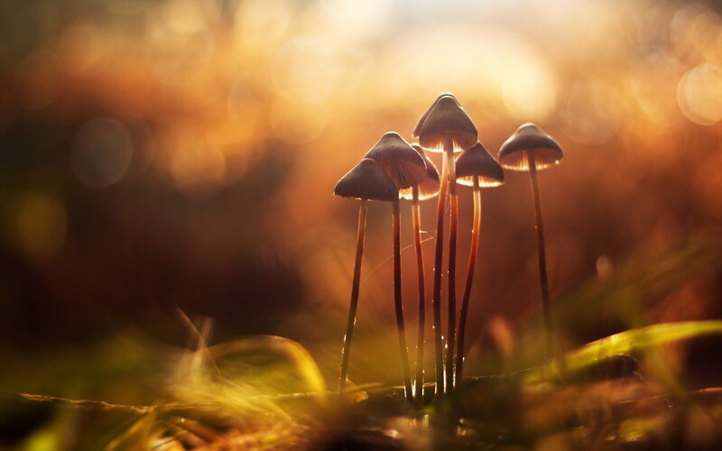Mushrooms in Forest — Brown, Serene, Sunset
