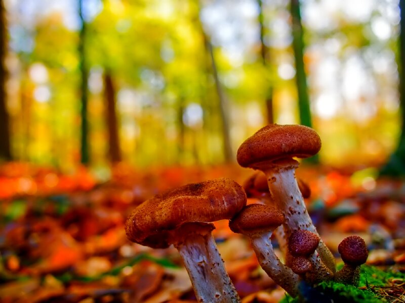 Mushrooms in Forest — Brown, Serene