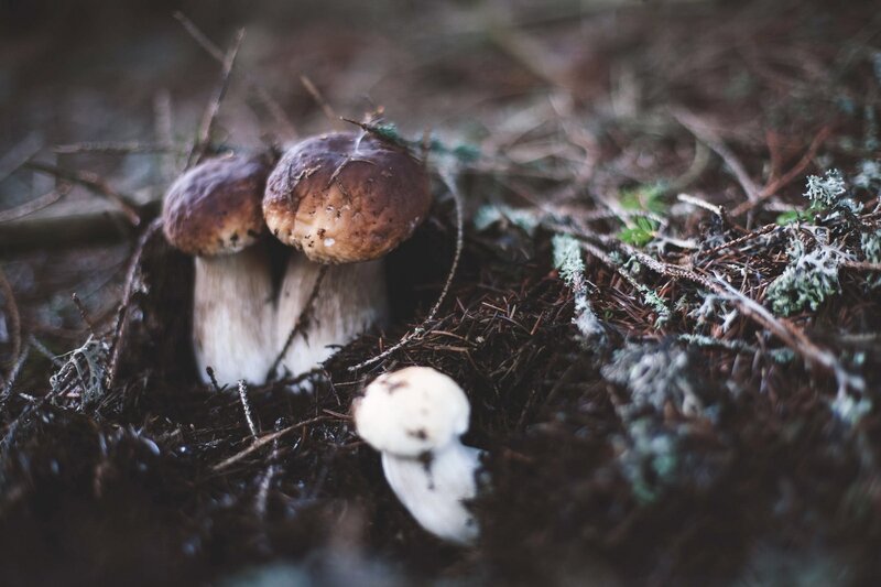 Mushrooms in Forest Floor — Brown