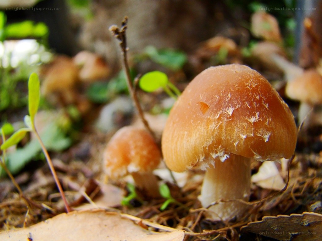 mushrooms in forest floor