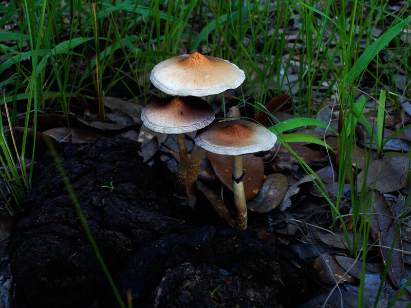 Mushrooms in forest grass