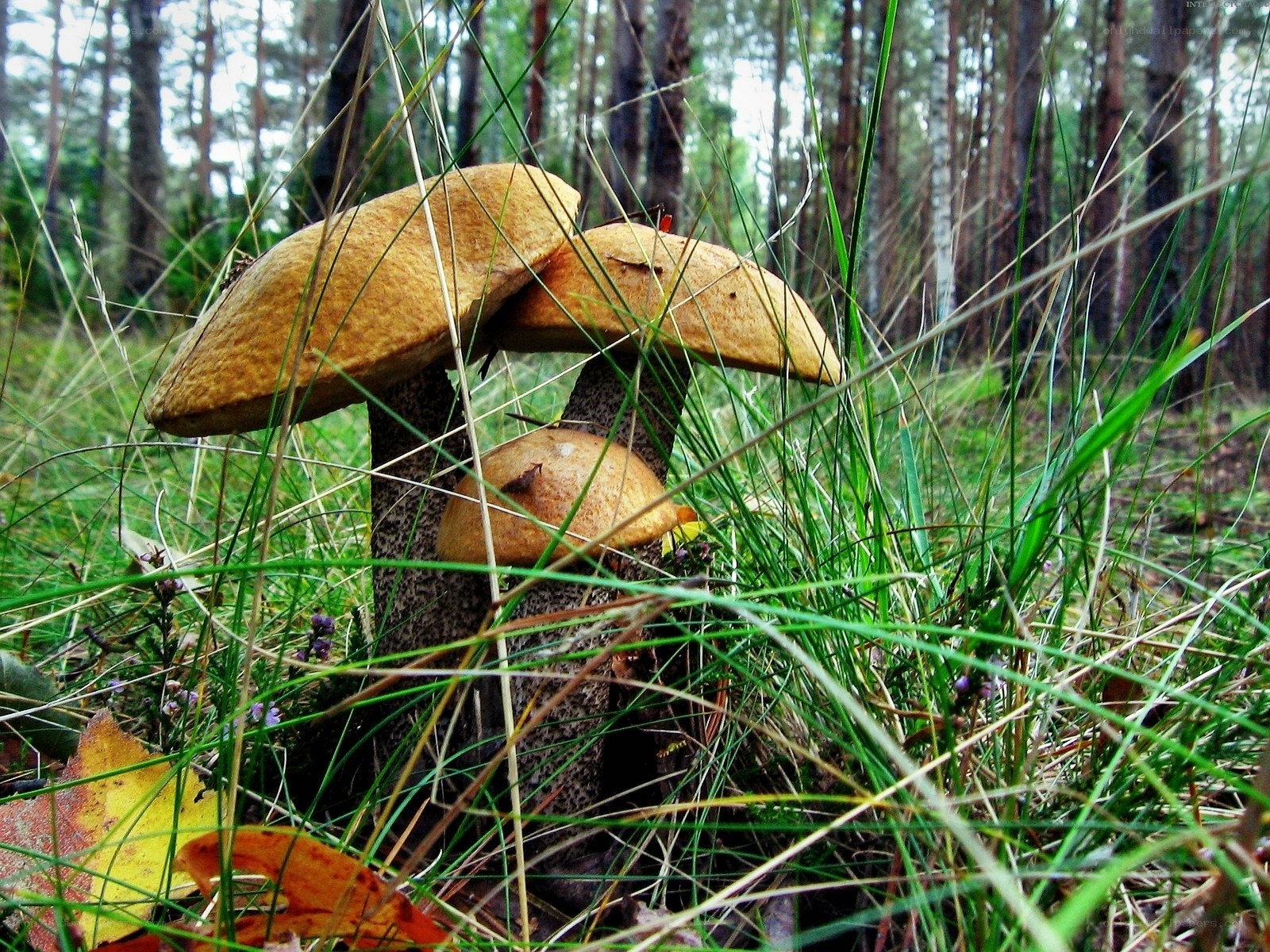 Mushrooms in forest grass