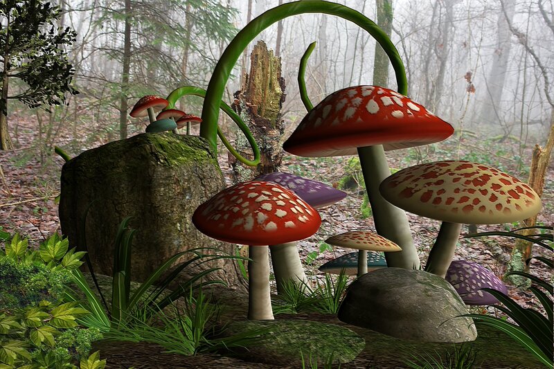 Mushrooms in Forest — Green, Mysterious