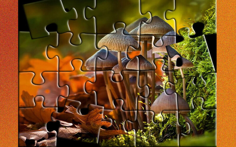 Mushrooms in Forest — Green, Natural
