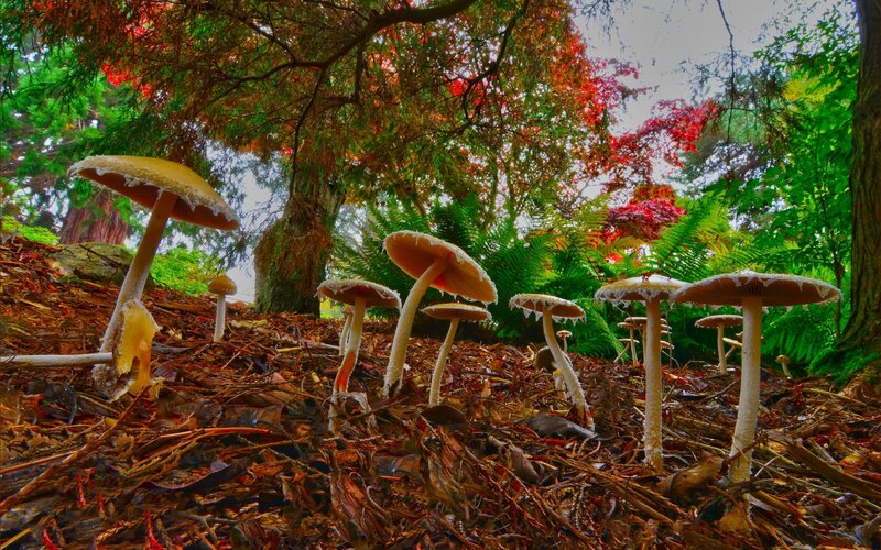 Mushrooms in Forest — Green, Serene, Autumn