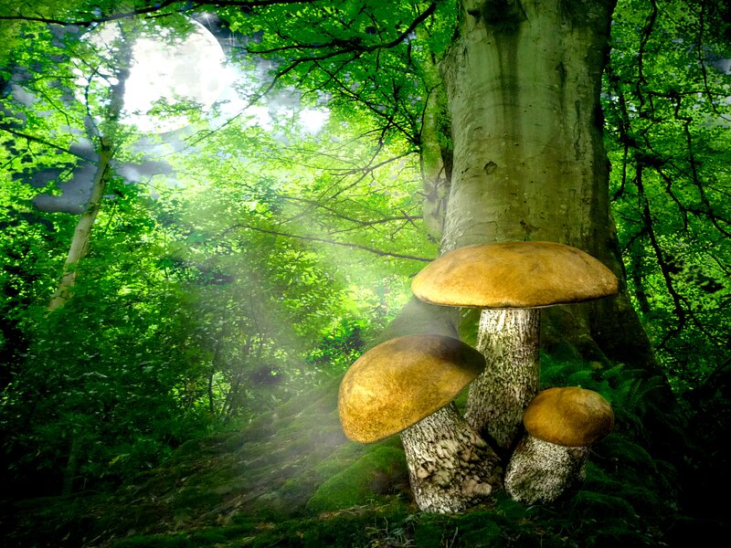 Mushrooms in Forest — Green, Serene, Night, Digital Art, Trees