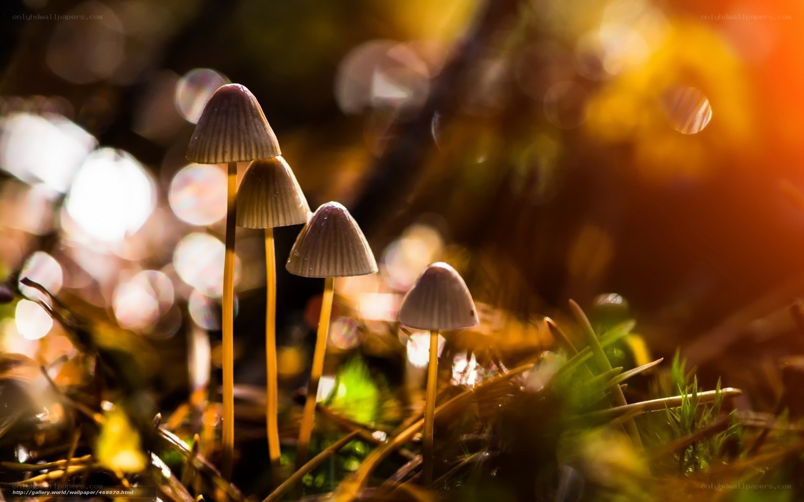 Mushrooms in forest light