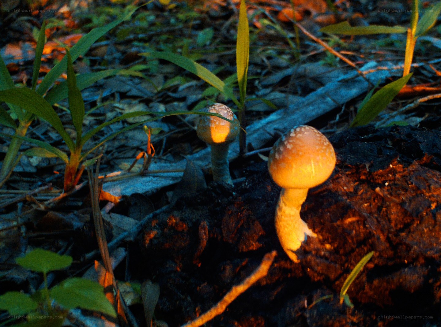 Mushrooms in forest light