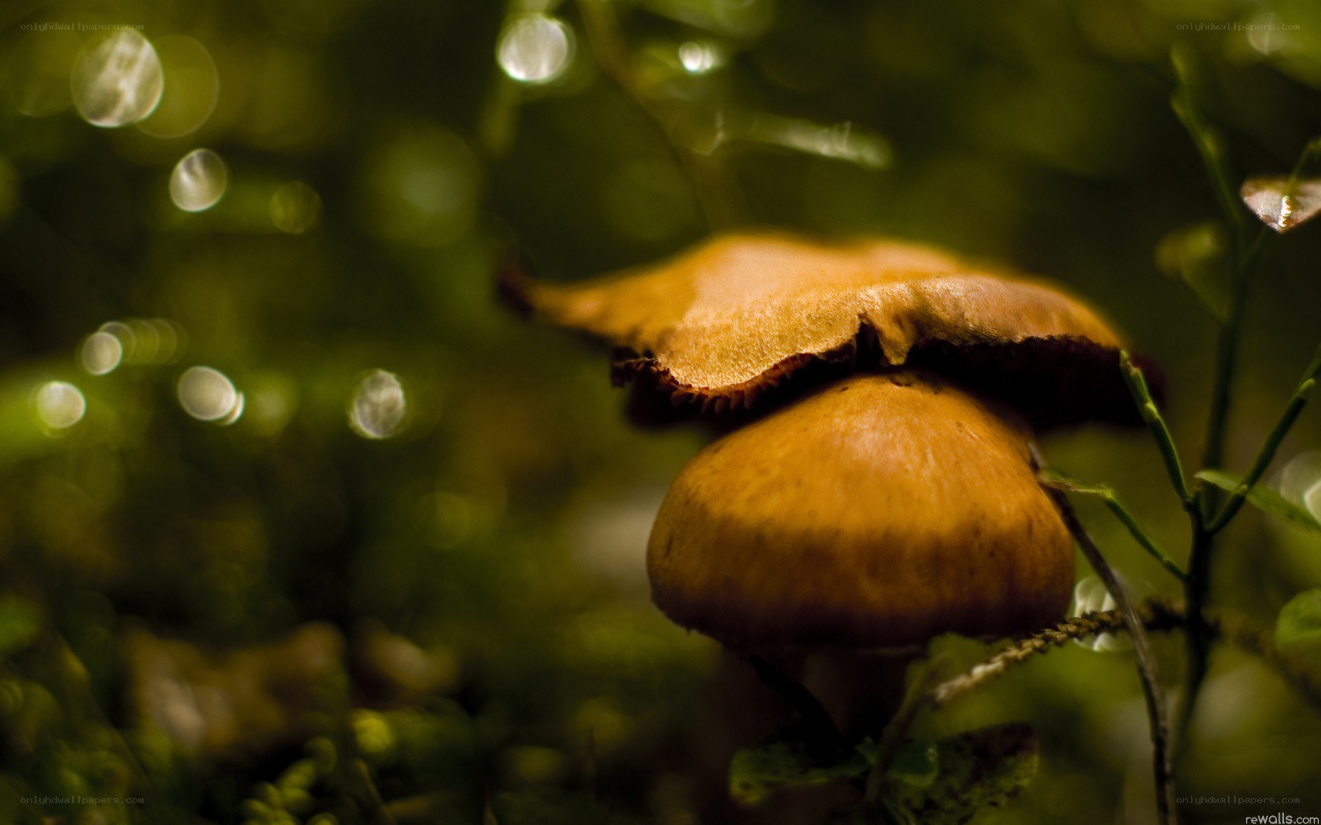 Mushrooms in forest light