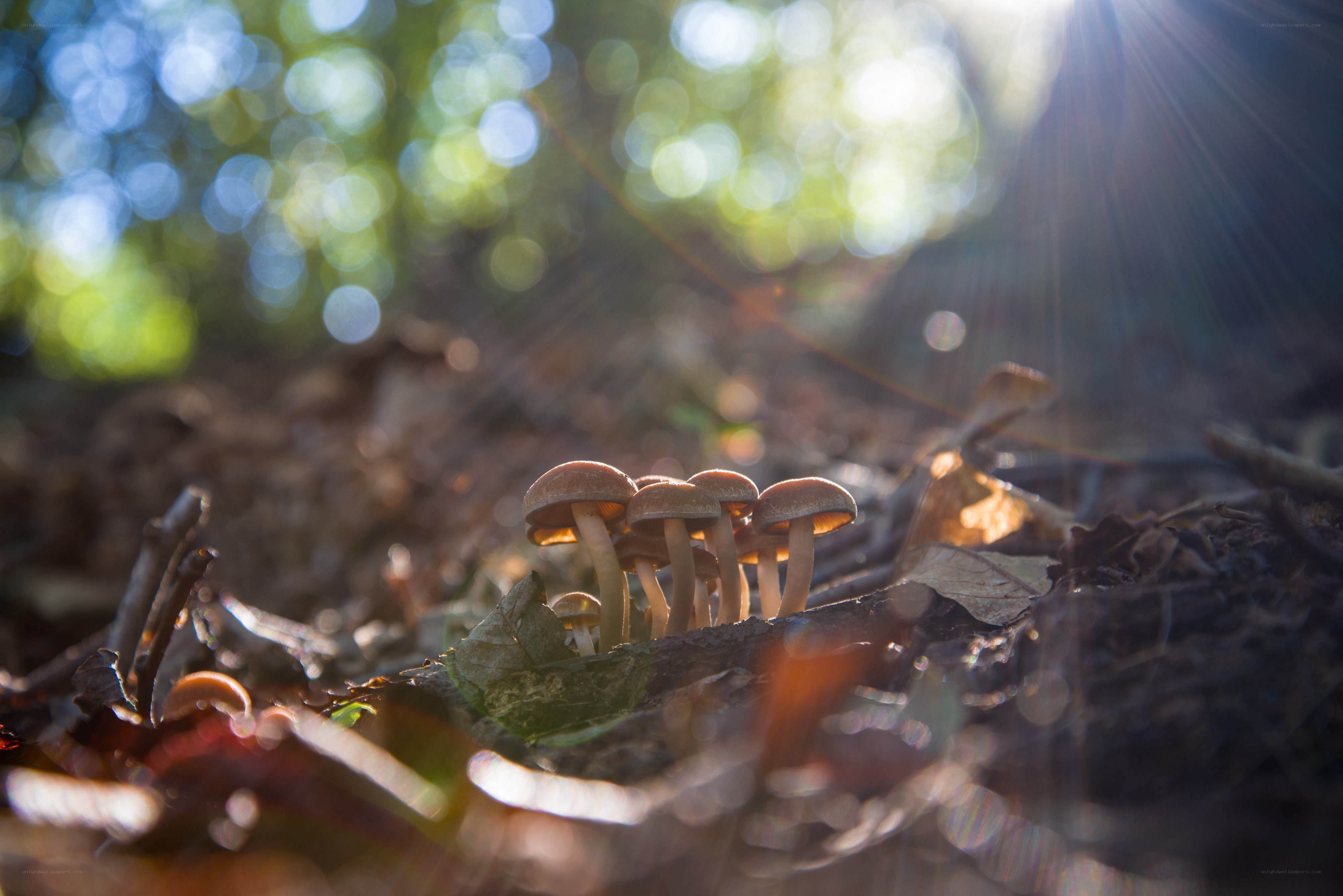 Mushrooms in forest light