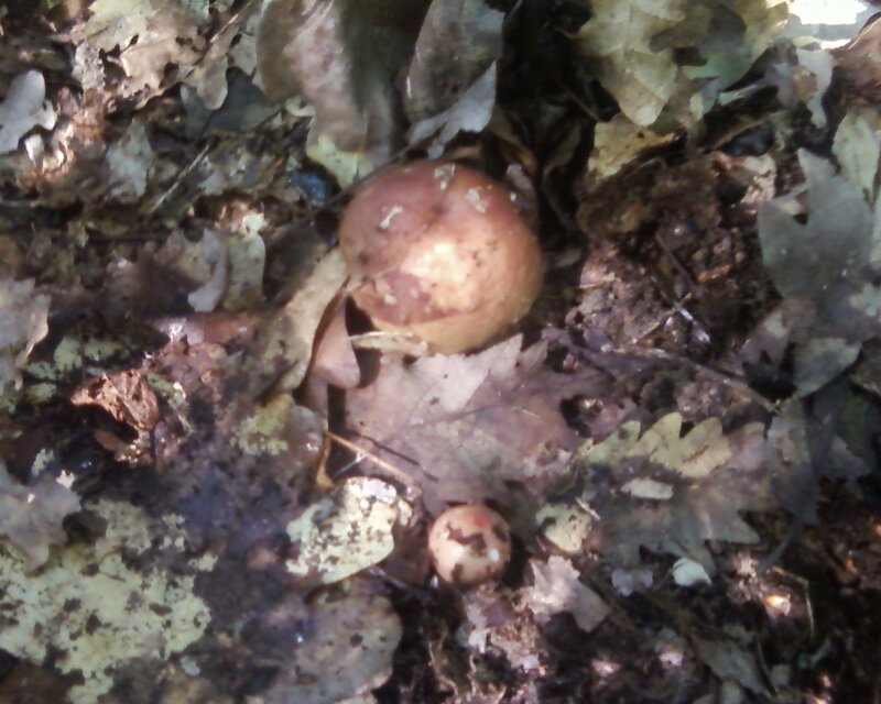 mushrooms in forest litter