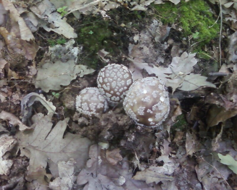 mushrooms in forest litter