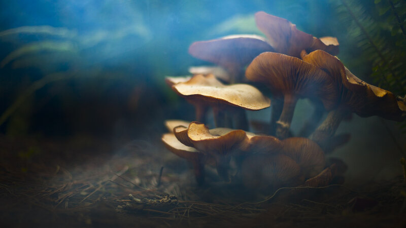 Mushrooms in forest mist