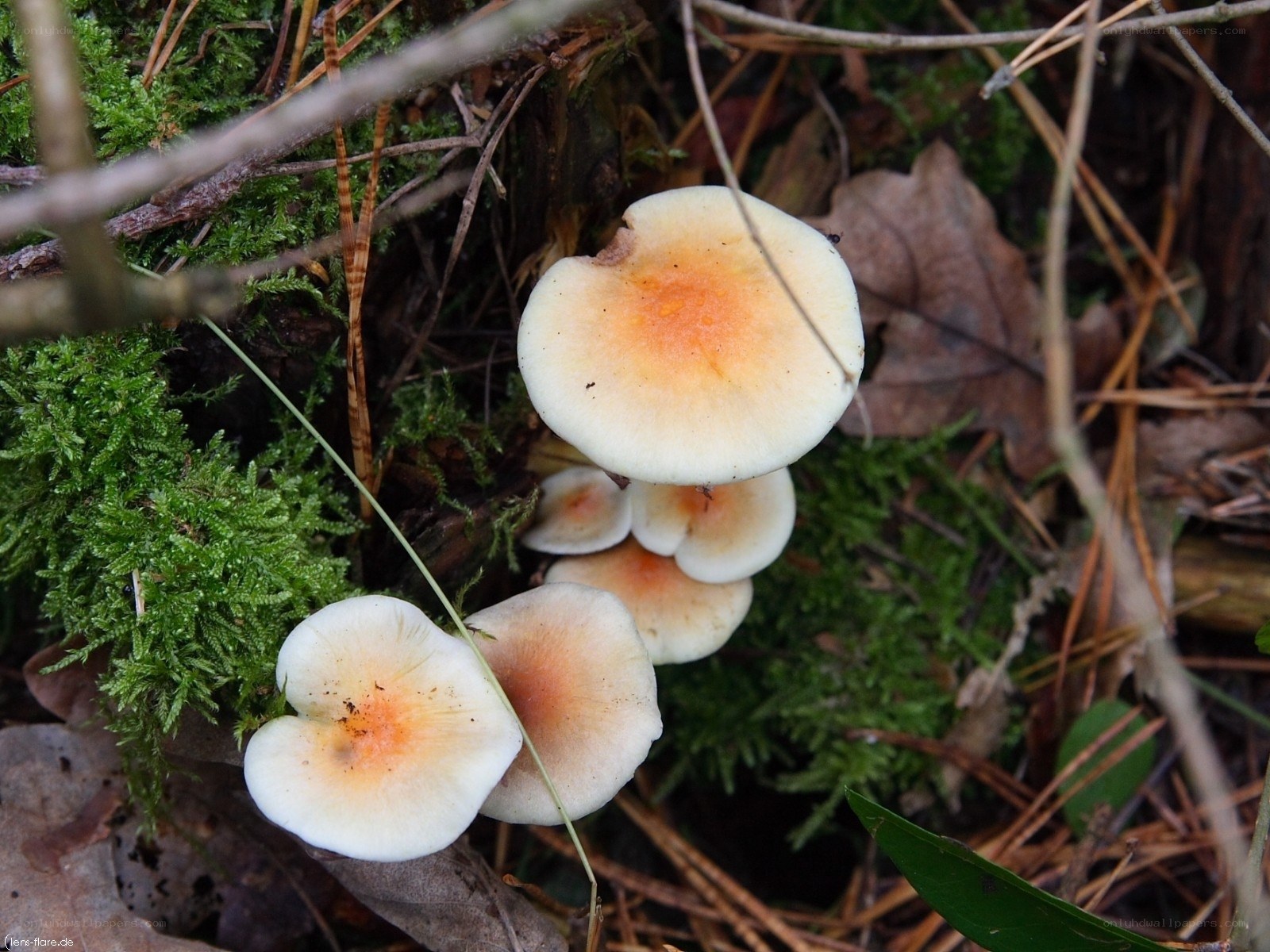 mushrooms in forest moss