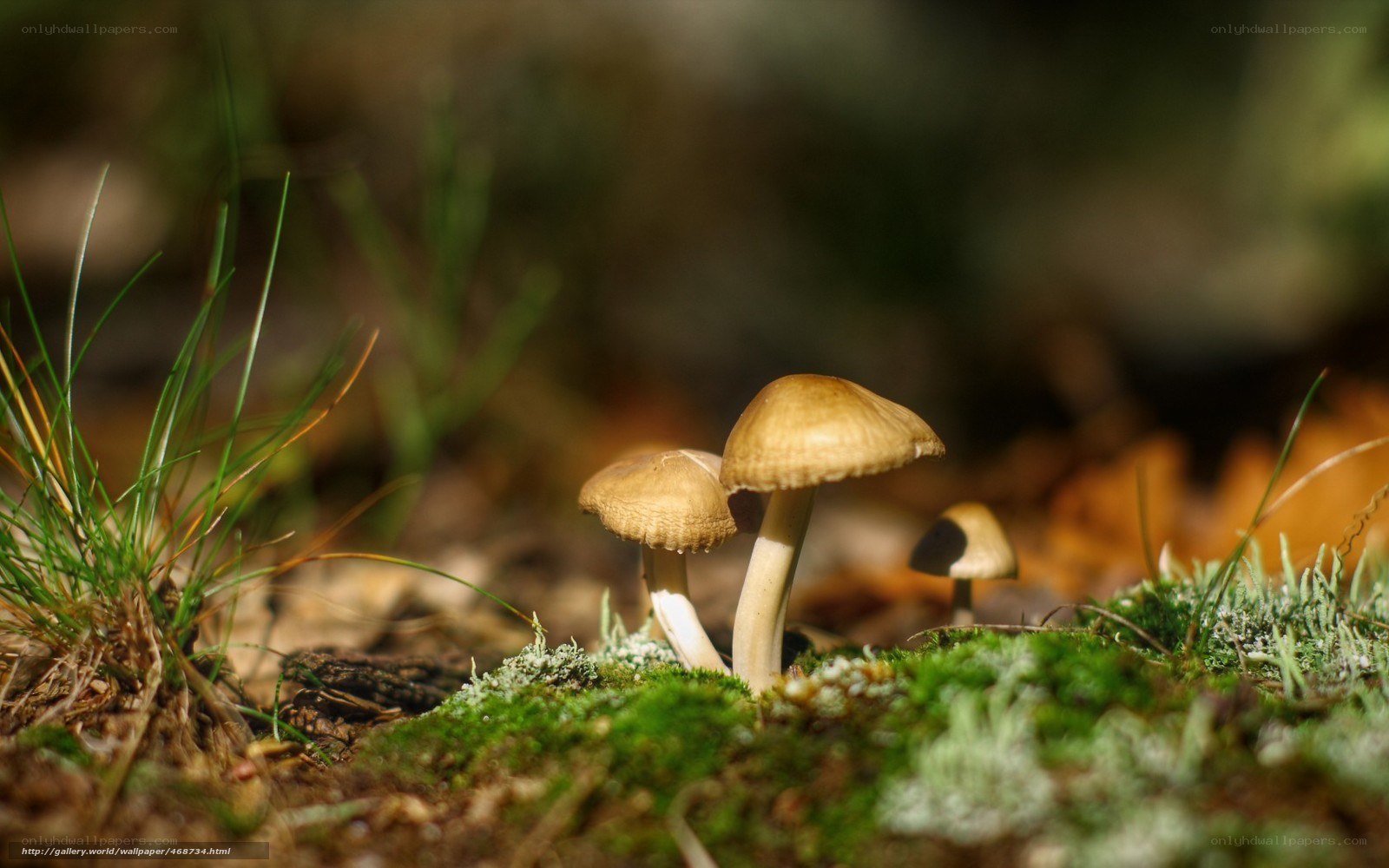 Mushrooms in forest moss
