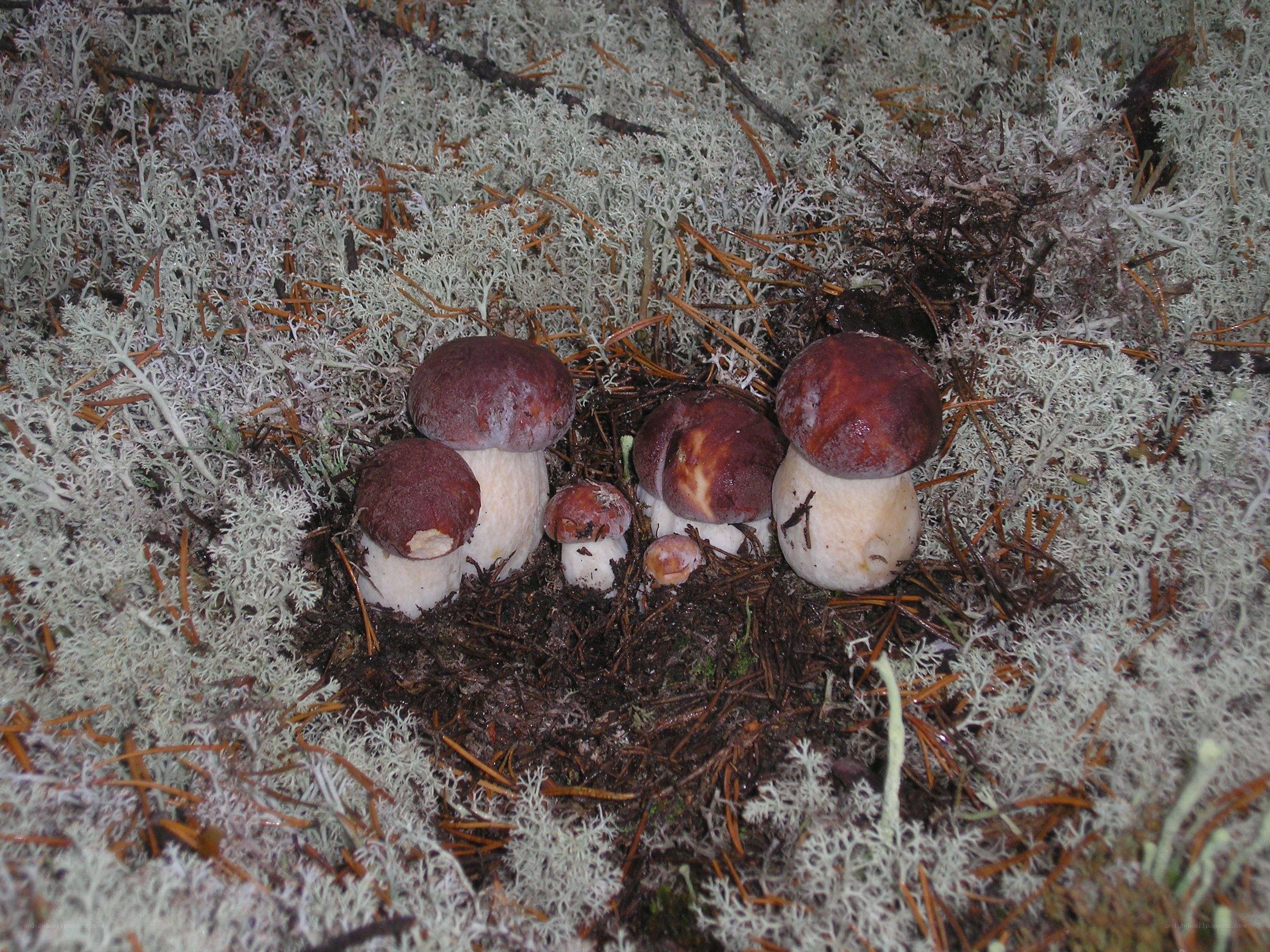 mushrooms in forest moss