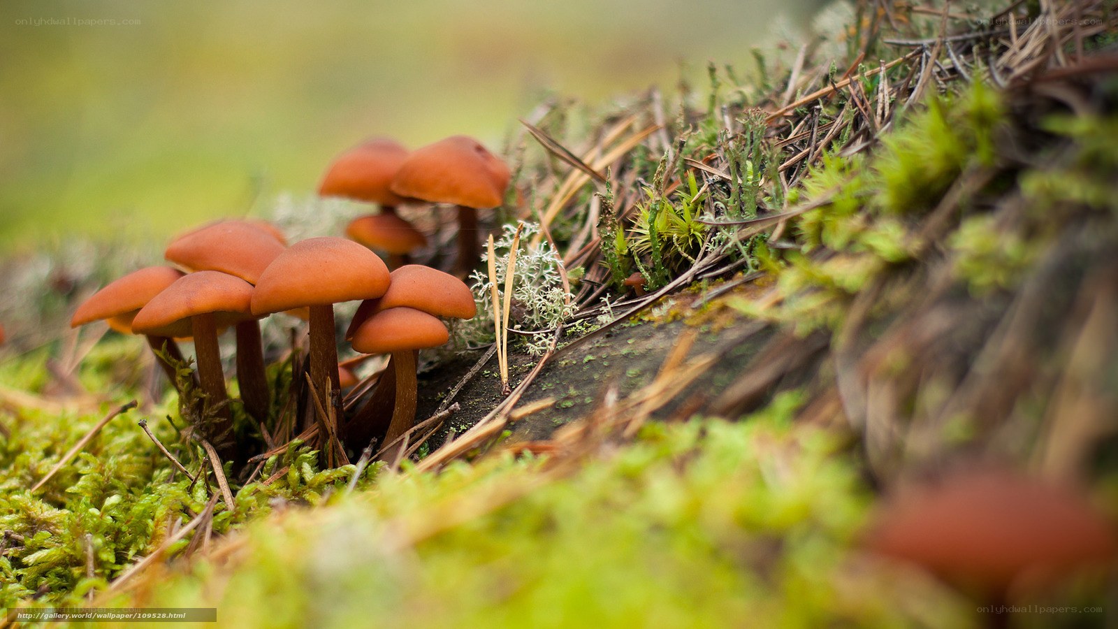 mushrooms in forest moss