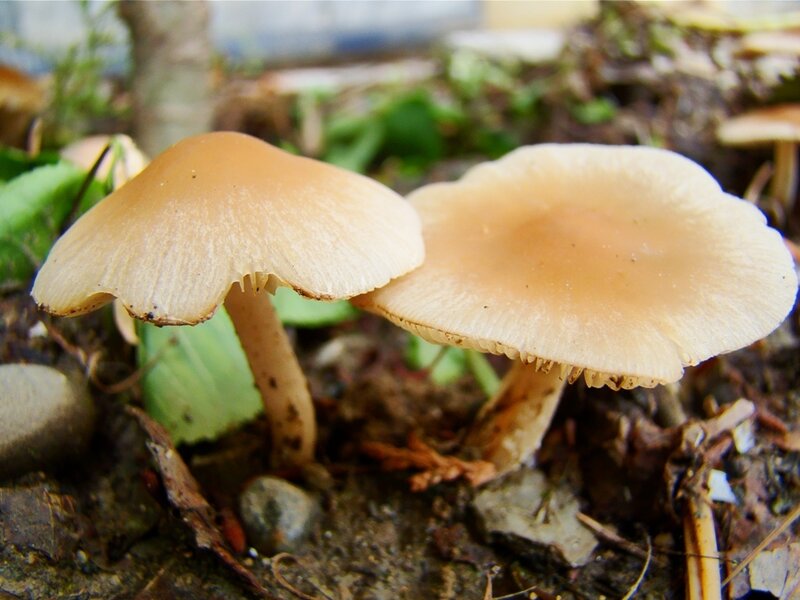 mushrooms in forest soil