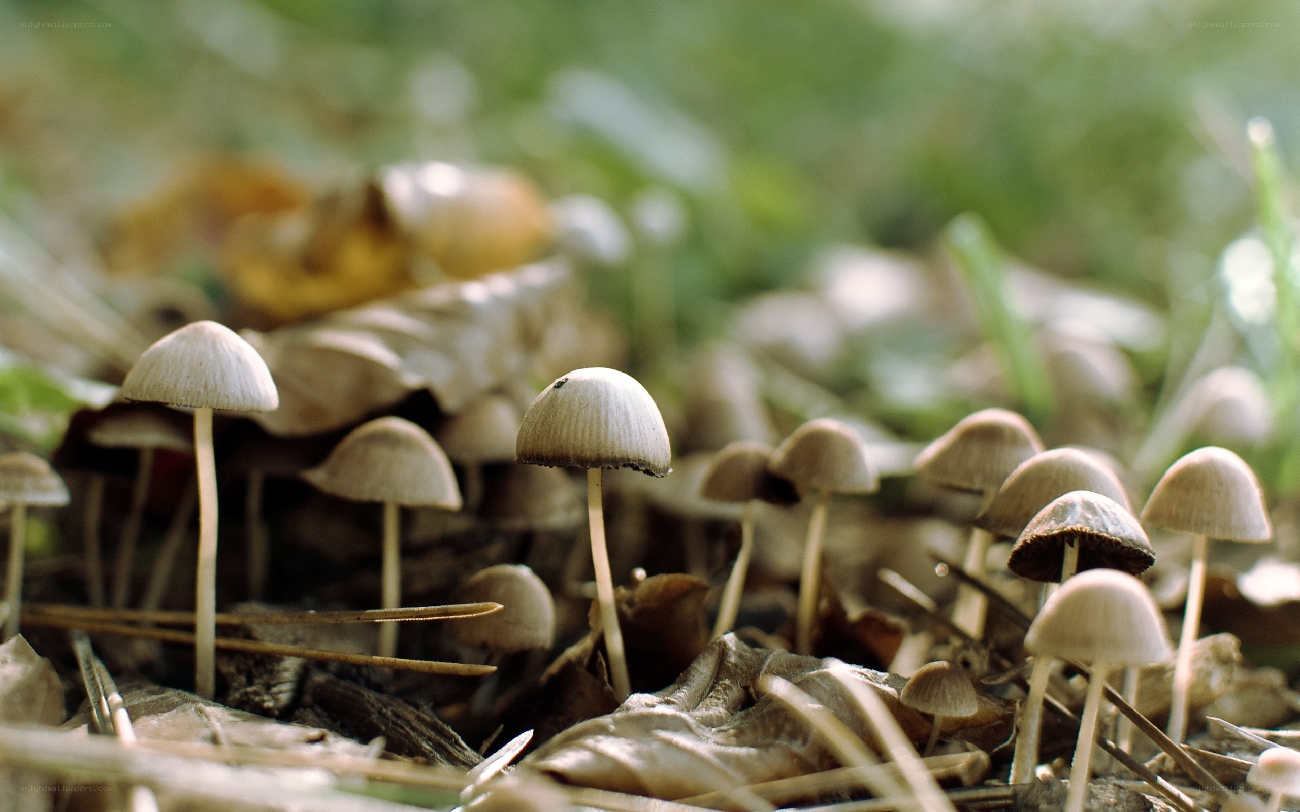 Mushrooms in forest undergrowth
