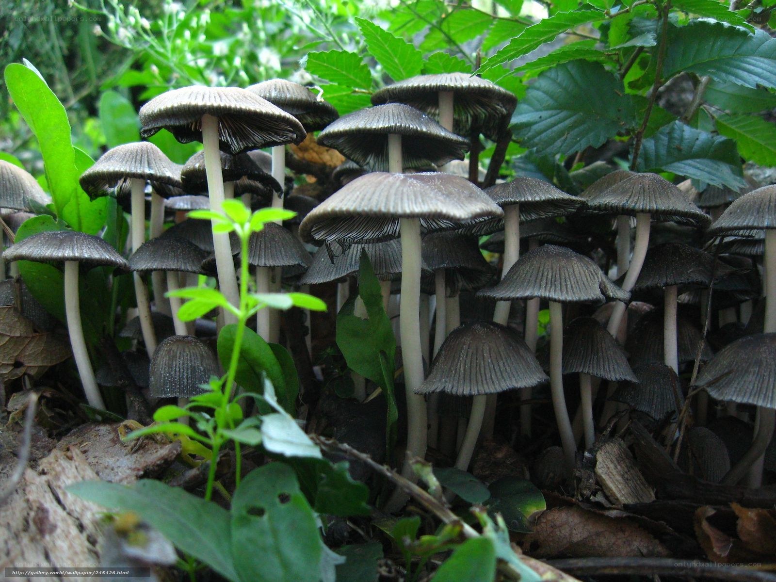 mushrooms in forest undergrowth