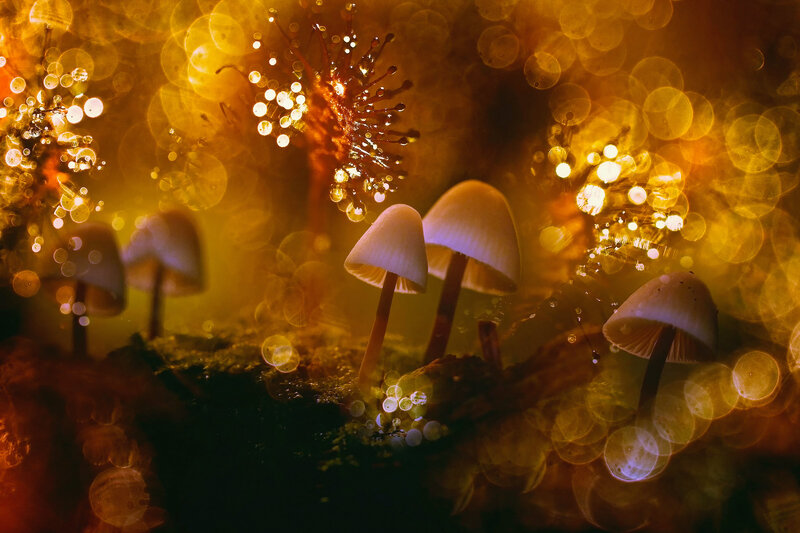 Mushrooms in Forest — Yellow, Magical