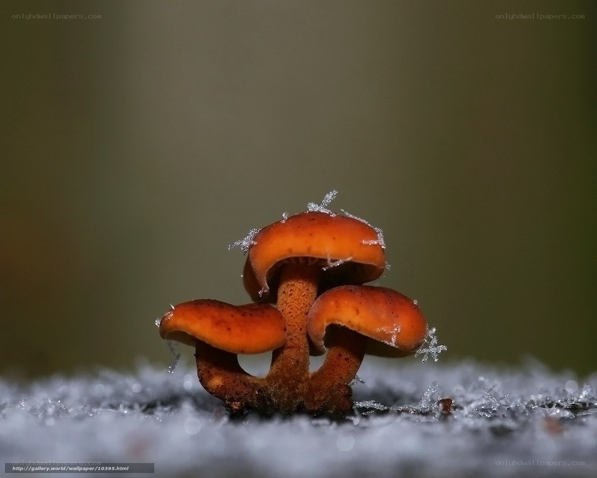 Mushrooms in frost