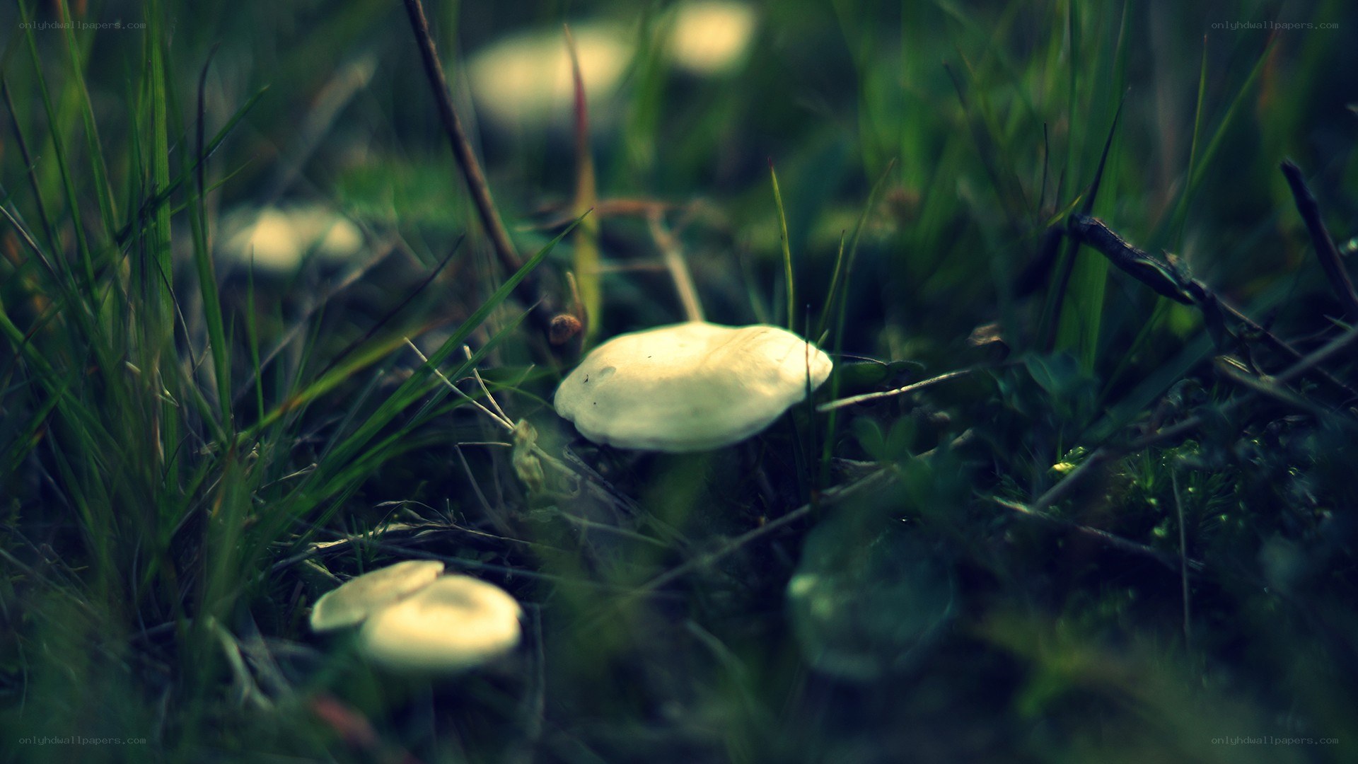 mushrooms in grass