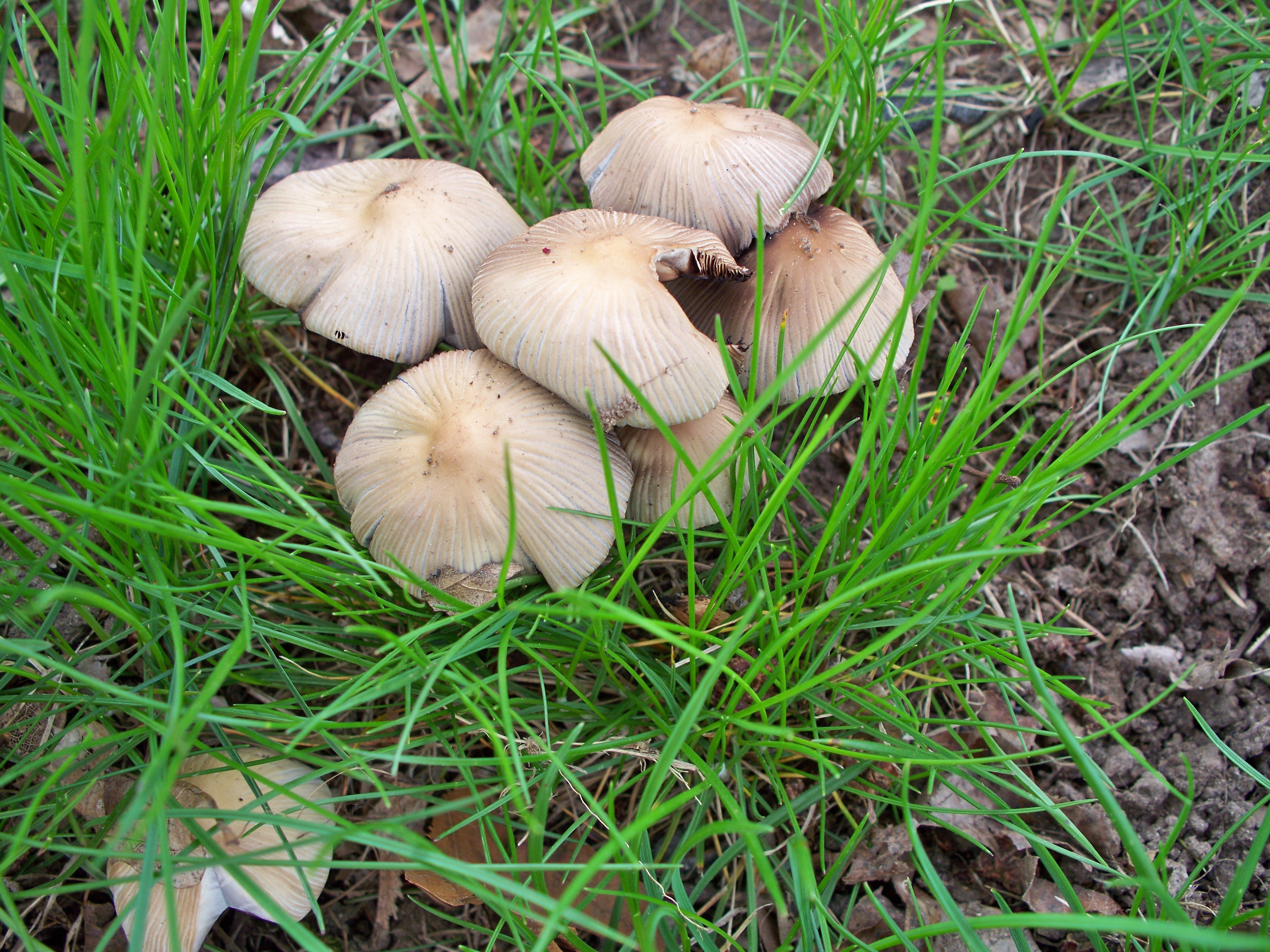 mushrooms in grass