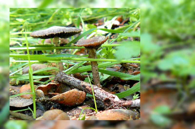 mushrooms in grass