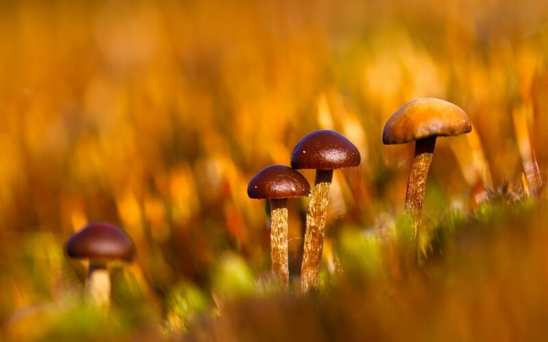 Mushrooms in Grass — Brown